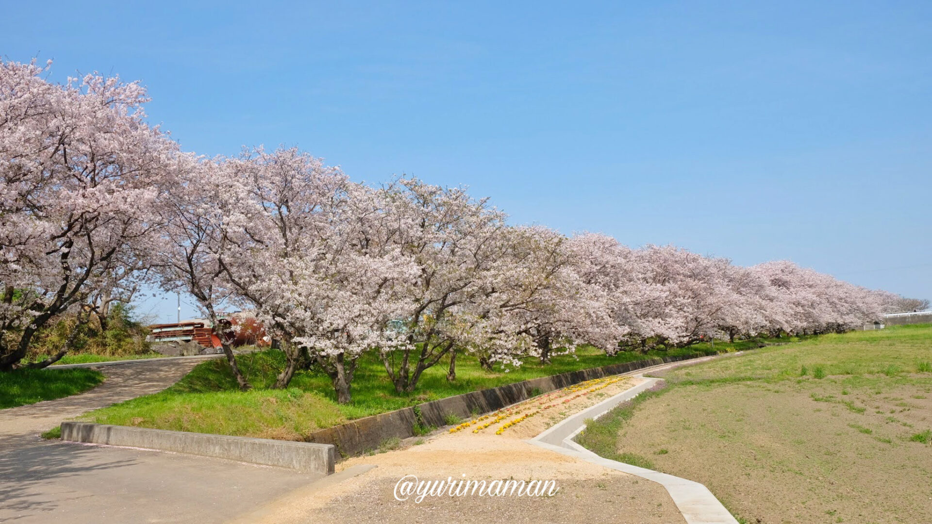 西条市「吉田桜並木」お花見におすすめのスポット_サムネイル画像