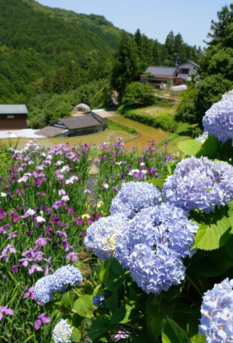 稲積癒しの里山あじさい2