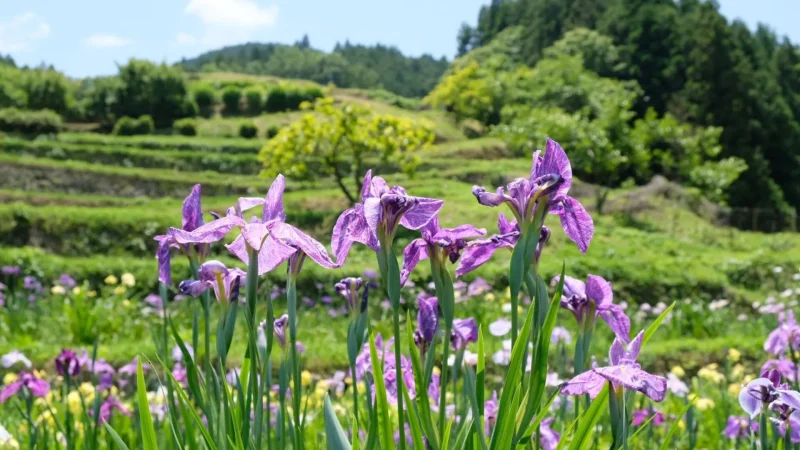 稲積癒しの里山花菖蒲10