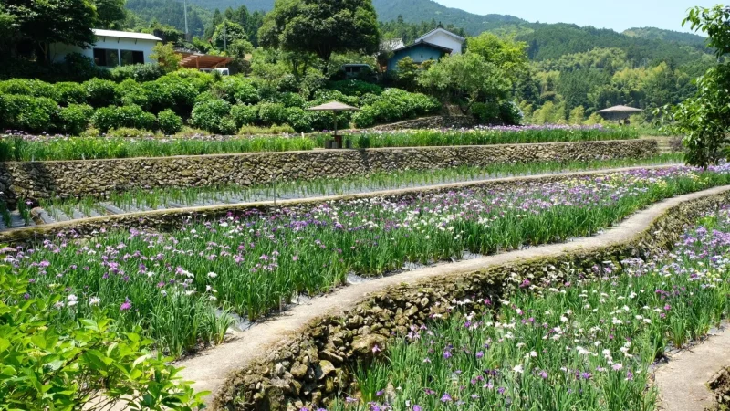 稲積癒しの里山花菖蒲1