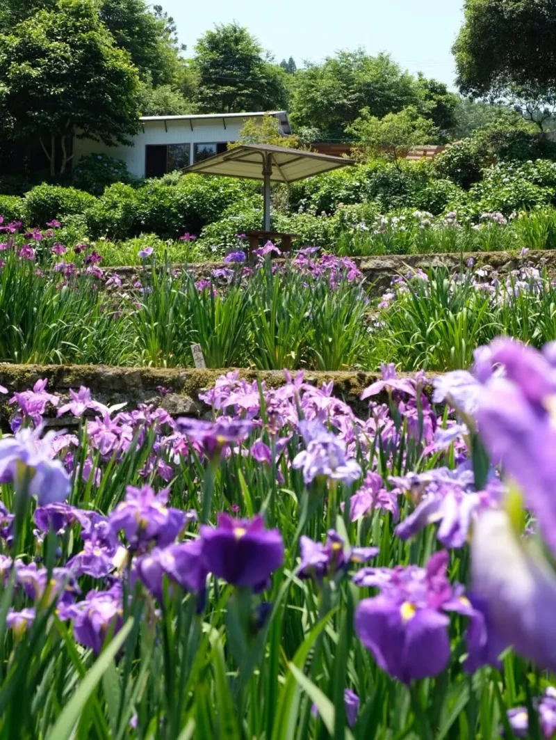 稲積癒しの里山花菖蒲3