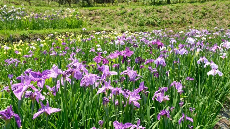 稲積癒しの里山花菖蒲2