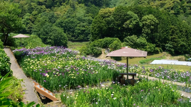 稲積癒しの里山花菖蒲5