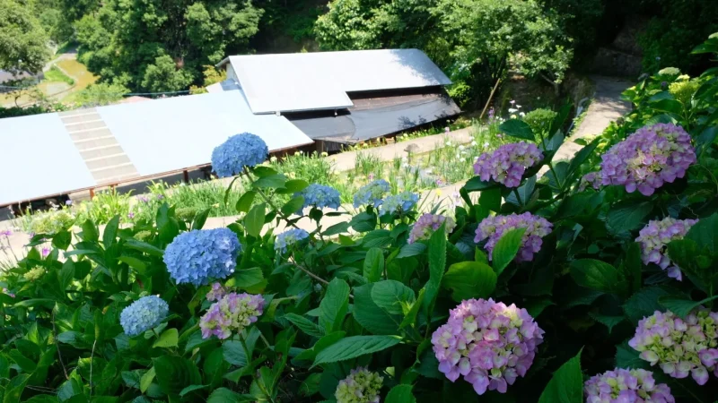 稲積癒しの里山あじさい1