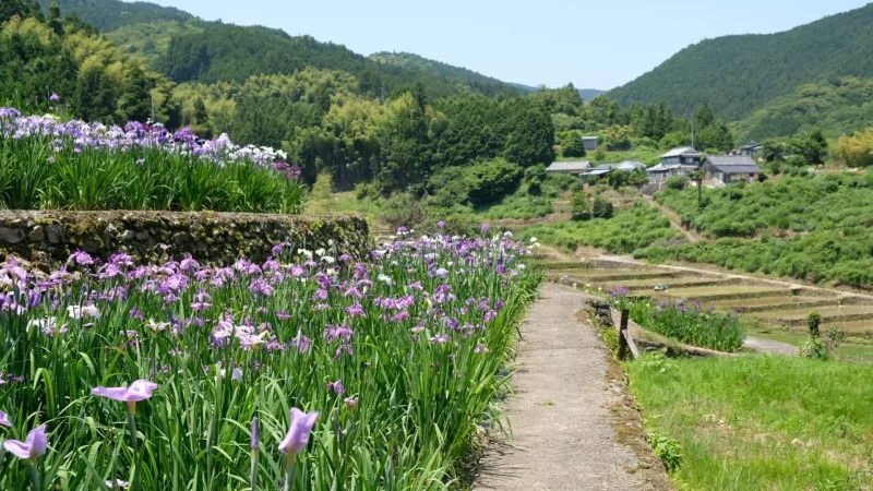 稲積癒しの里山花菖蒲4