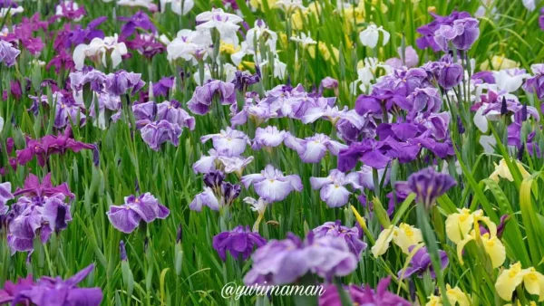 池田池公園で見られる白や紫の美しい花菖蒲の花のアップ写真 - ゆりママんブログ 池田池公園で見られる白や紫の美しい花菖蒲の花のアップ写真