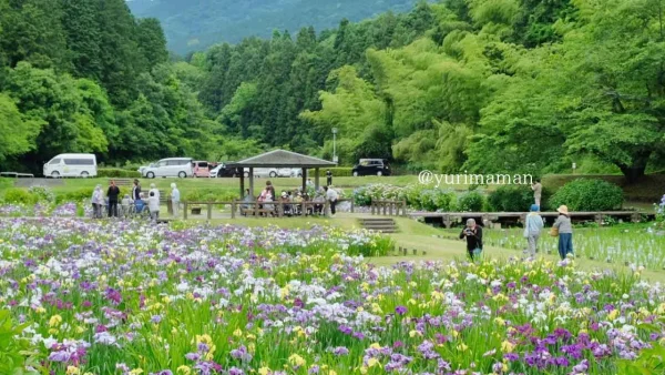 新居浜市の池田池公園に咲く花菖蒲の風景。初夏の見頃を迎えた花が園内に広がる様子 - ゆりママんブログ 新居浜市の池田池公園に咲く花菖蒲の風景。初夏の見頃を迎えた花が園内に広がる様子