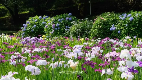 池田池公園で咲くあじさいと花菖蒲のコラボレーション風景。初夏に楽しめる花スポット3
