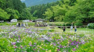 新居浜市の池田池公園に咲く花菖蒲_サムネイル画像
