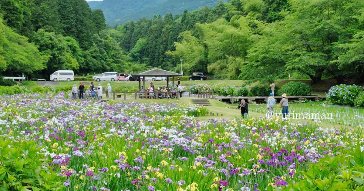 新居浜市の池田池公園に咲く花菖蒲_サムネイル画像