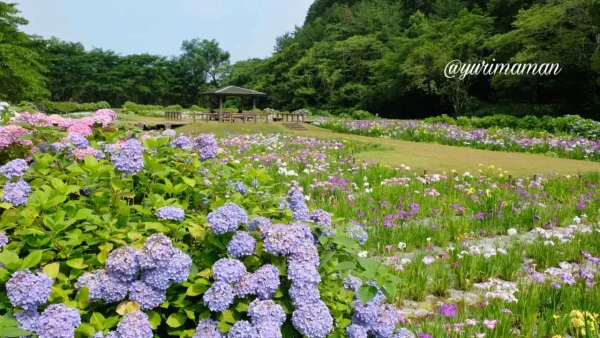 池田池公園で咲くあじさいと花菖蒲のコラボレーション風景。初夏に楽しめる花スポット1