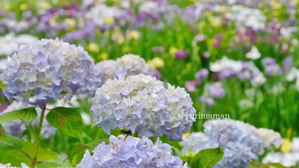 池田池公園で咲くあじさいと花菖蒲のコラボレーション風景。初夏に楽しめる花スポット2