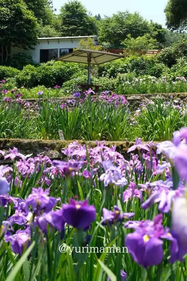 稲積癒しの里山の休憩スポットから眺める花菖蒲園