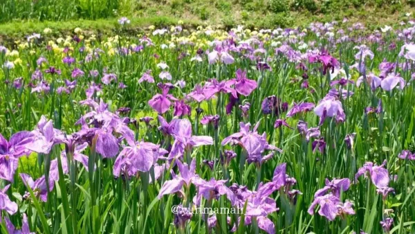 稲積癒しの里山に咲く色とりどりの花菖蒲（紫・白・黄色）