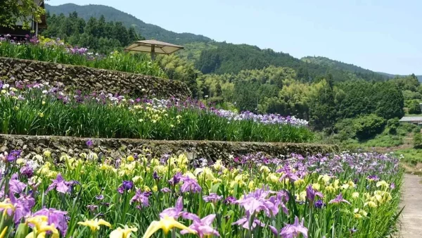 稲積癒しの里山に咲く色とりどりの花菖蒲（紫・白・黄色）
