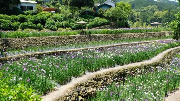 稲積癒しの里山の遊歩道と花菖蒲の風景｜自然の中のおさんぽスポット