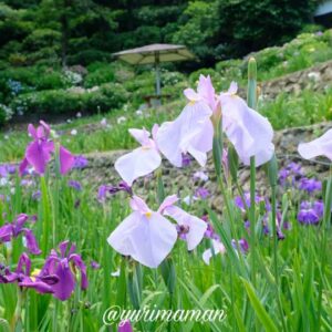 大洲市「稲積癒しの里山」の花菖蒲園_サムネイル画像
