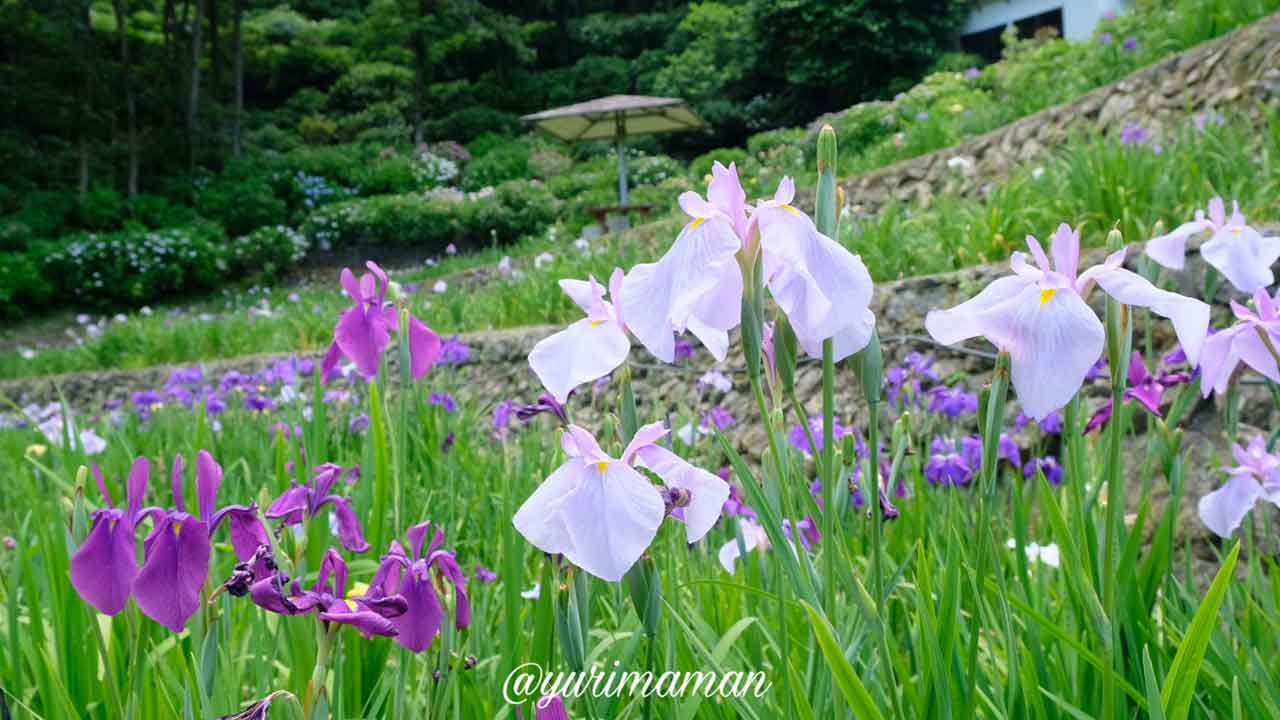 大洲市「稲積癒しの里山」の花菖蒲園_サムネイル画像