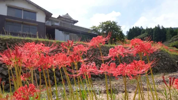 大洲市「稲積癒しの里山」ヒガンバナ彼岸花