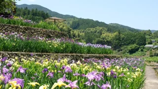 稲積癒しの里山花菖蒲サムネイル画像