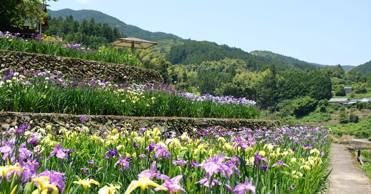 稲積癒しの里山花菖蒲サムネイル画像