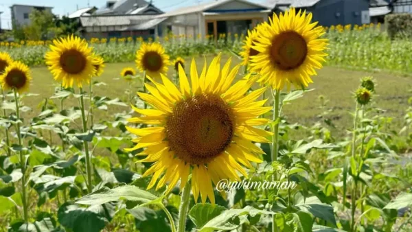 ひょこたん池公園（松前町）ひまわり1