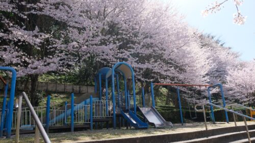 石根ふれあい公園の桜-1