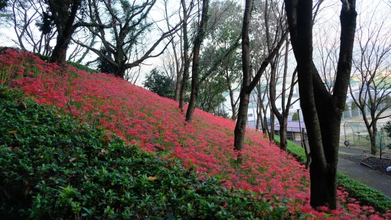 西条市の彼岸花群生地2021-4