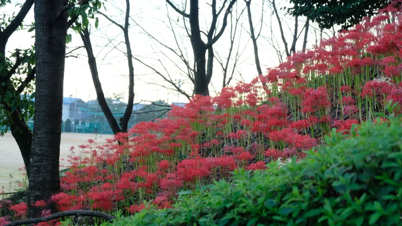 西条市の彼岸花群生地2021-5