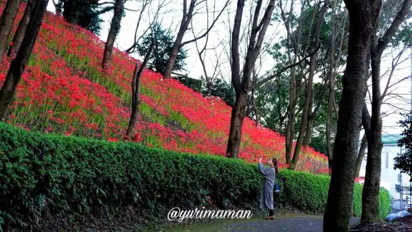 西条市石根ふれあい公園の斜面に咲く一面の彼岸花1