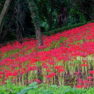 彼岸花スポット｜西条市石根ふれあい公園サムネイル画像
