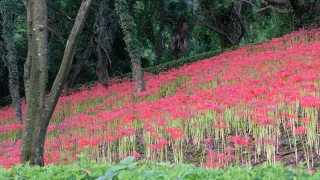 西条市の彼岸花群生地サムネイル画像