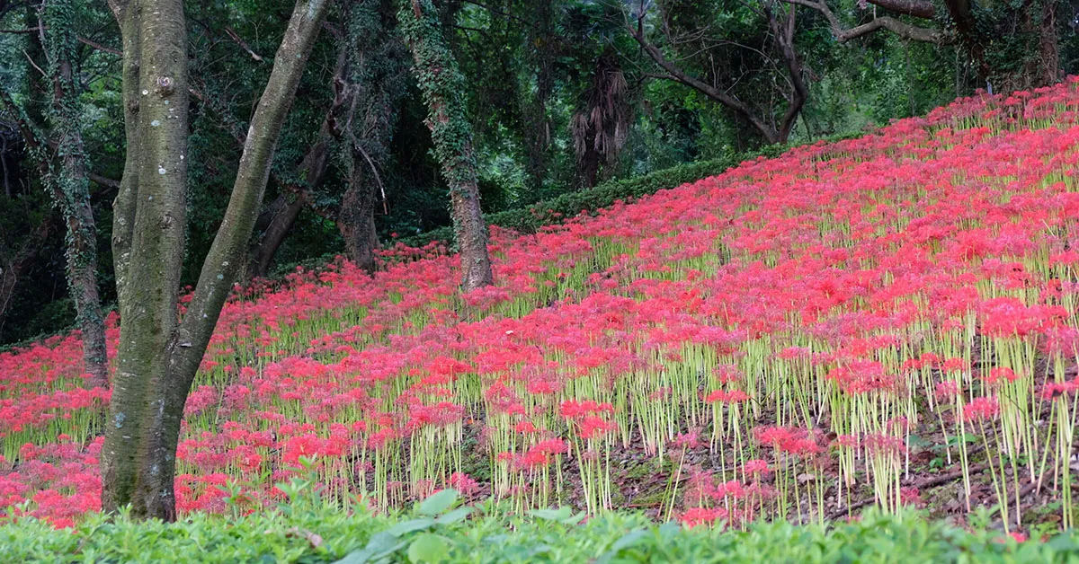 西条市の彼岸花群生地サムネイル画像