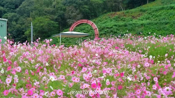 フラワーパークおおずのコスモス畑！青空に映えるピンクのコスモスが一面に広がってきれい3