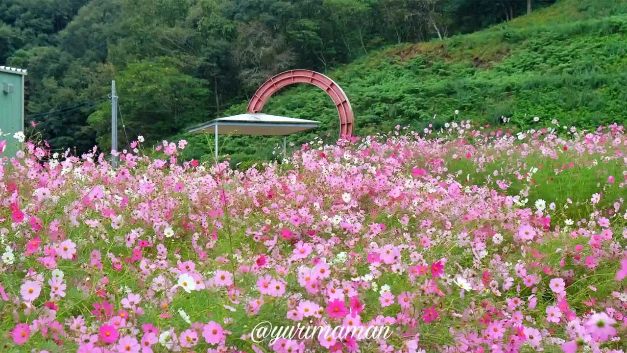 フラワーパークおおずのコスモス畑!青空に映えるピンクのコスモスが一面に広がってきれい3 - ゆりママんブログ フラワーパークおおずのコスモス畑!青空に映えるピンクのコスモスが一面に広がってきれい3