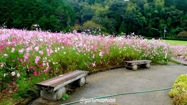 フラワーパークおおずの畑の中にあるベンチ