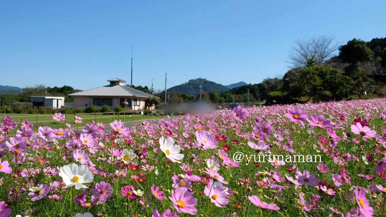 フラワーパークおおずのコスモス畑!青空に映えるピンクのコスモスが一面に広がってきれい4 - ゆりママんブログ フラワーパークおおずのコスモス畑!青空に映えるピンクのコスモスが一面に広がってきれい4