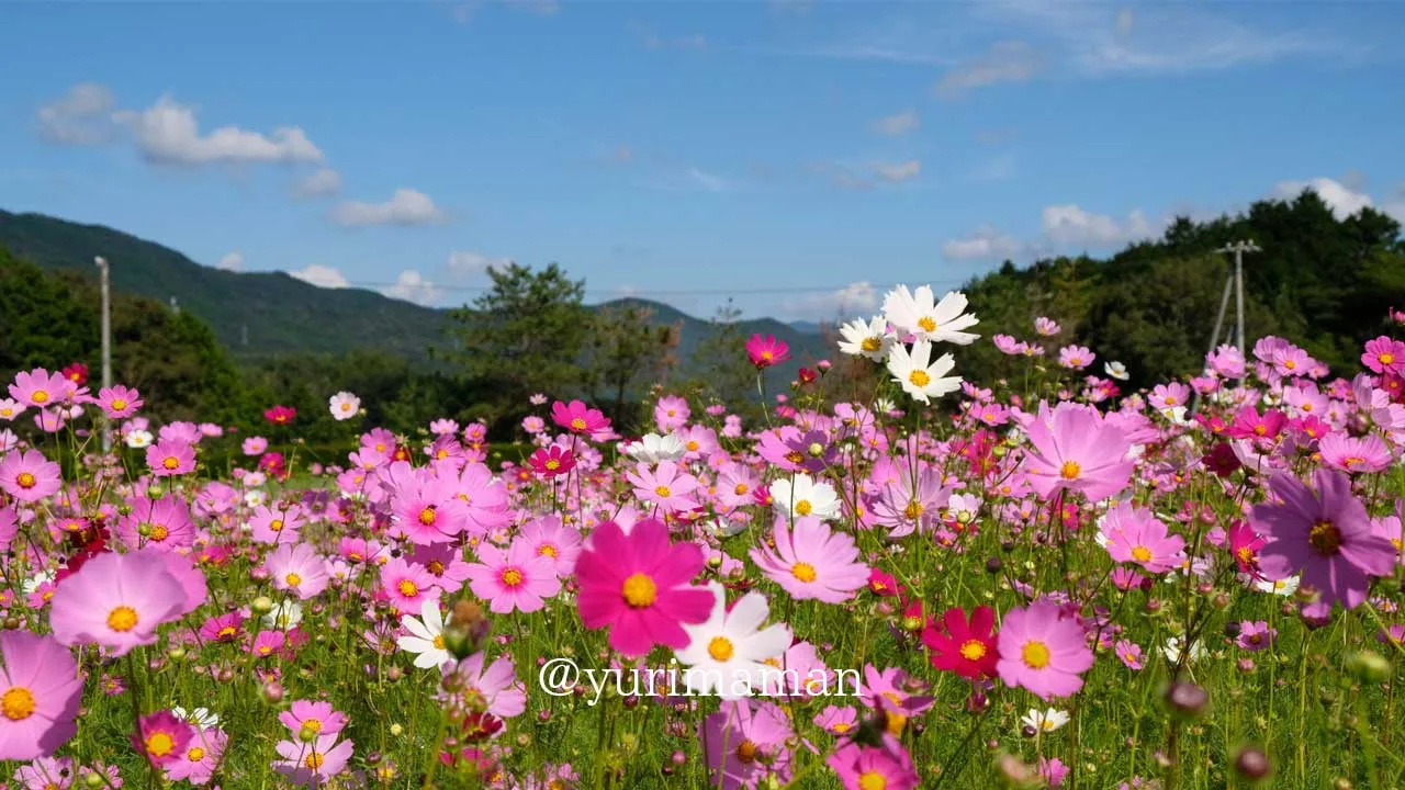フラワーパークおおずのコスモス畑!青空に映えるピンクのコスモスが一面に広がってきれい2 - ゆりママんブログ フラワーパークおおずのコスモス畑!青空に映えるピンクのコスモスが一面に広がってきれい2