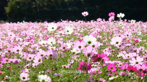 フラワーパークおおずのコスモス畑！青空に映えるピンクのコスモスが一面に広がってきれい1