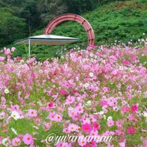 フラワーパークおおずコスモス畑（大洲市）サムネイル画像