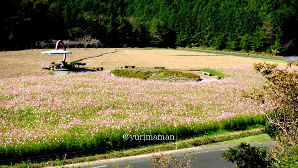 フラワーパークおおずの展望台から見下ろすコスモス畑 広い敷地に一面のピンクが広がる絶景