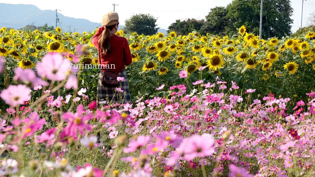 四国中央市土居町のひまわりとコスモスのコラボレーション - ゆりママんブログ 四国中央市土居町のひまわりとコスモスのコラボレーション