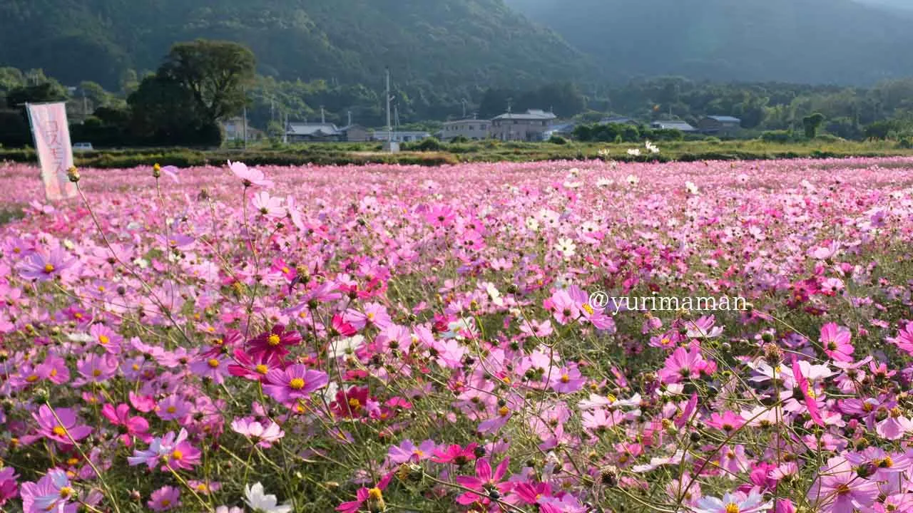 河村コスモス園(四国中央市土居町)2 - ゆりママんブログ 河村コスモス園(四国中央市土居町)2