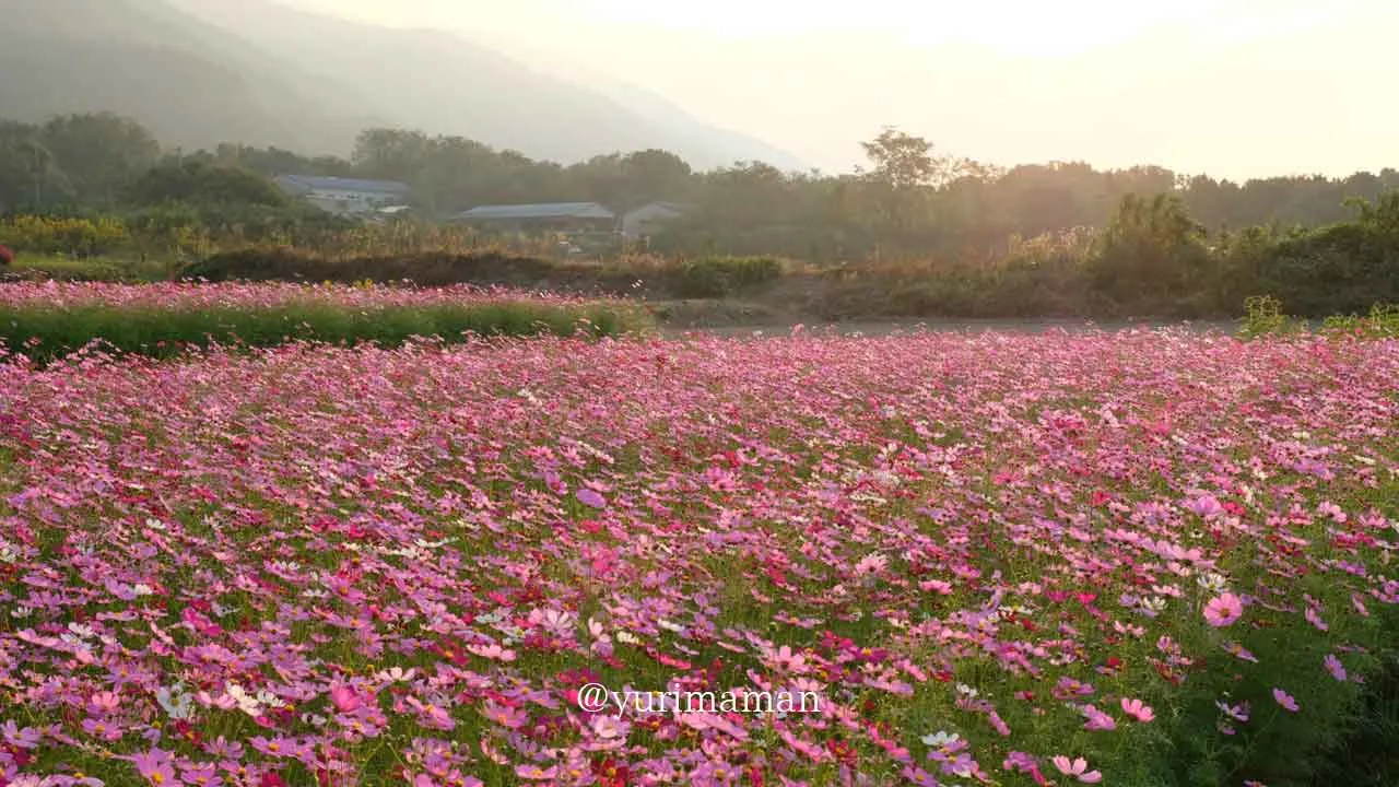 河村コスモス園(四国中央市土居町)5 - ゆりママんブログ 河村コスモス園(四国中央市土居町)5