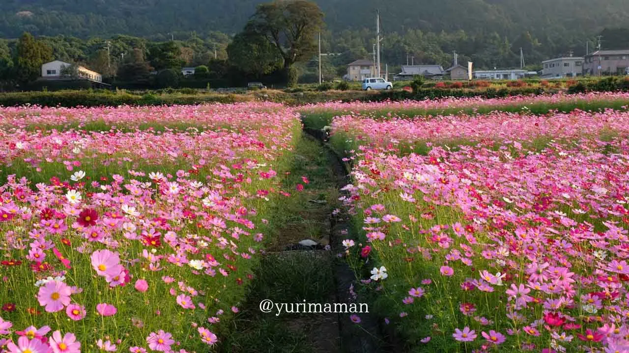 河村コスモス園(四国中央市土居町)4 - ゆりママんブログ 河村コスモス園(四国中央市土居町)4