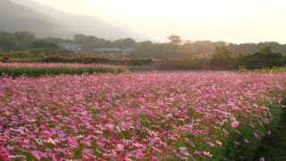 河村ひまわり園コスモス畑2021サムネイル画像