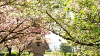 八重桜_アイキャッチ画像