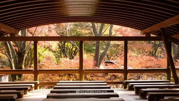 今治市・鈍川渓谷「ふれあいの森森林館」から眺める真っ赤な紅葉