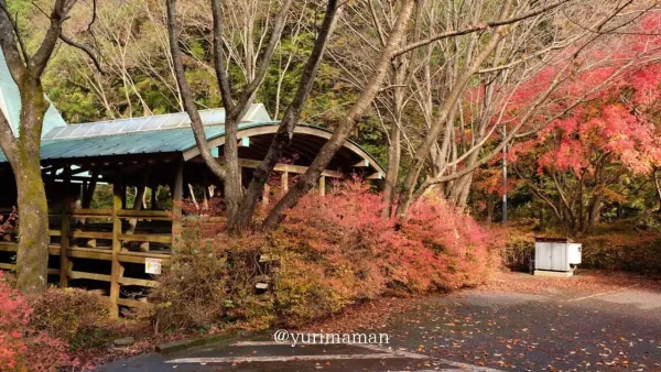 紅葉に包まれたふれあいの森森林館の外観