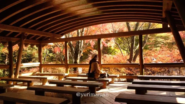 今治市・鈍川渓谷「ふれあいの森森林館」から眺める真っ赤な紅葉2